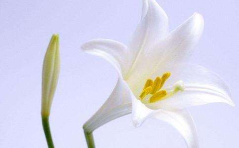 Beautiful pictures of lilies: Making money is not necessarily a responsibility for women