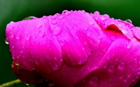 A collection of beautiful pictures of flowers in the rain, picked with good wishes