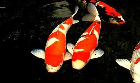 Beautiful pictures of koi carp How will I meet you in the Hongmeng of time and space?