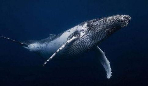 深海鲸鱼唯美图片 都说网络是虚拟世界