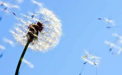 Beautiful pictures of flying dandelions. The best thing is not to meet each other.
