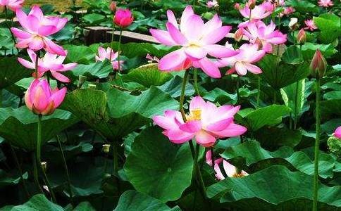 Beautiful pictures of lotus. Hold your hand and stay with you till the end of your life.