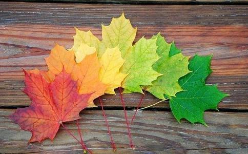 Beautiful pictures of maple leaves, I think I can go to the hall