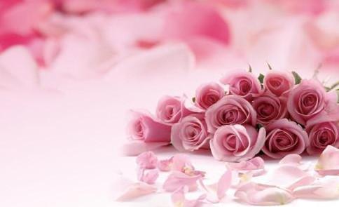 Beautiful and fresh pictures of roses. Promise is used to contend with all changes.