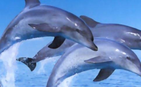 Beautiful pictures of dolphins, it would be a pity not to meet them