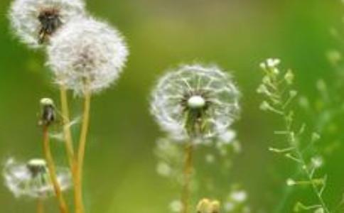 Beautiful pictures of dandelions. Appreciate each other but keep distance.