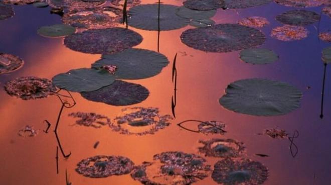 2020 circle of friends lotus pond pictures