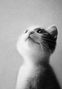 Beautiful pictures of cute cats looking up at the sky