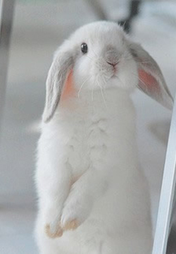 Beautiful pictures of cute little rabbits