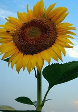 Selected Beautiful Sunflower Pictures
