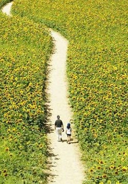 Pictures of sunflowers all over the mountains and plains