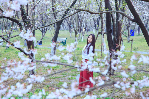 Pictures of fresh and beautiful girls under the cherry blossom tree