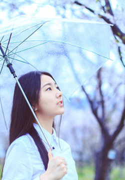 Pictures of fresh and beautiful girls under the cherry blossom tree