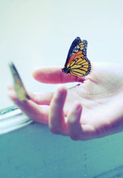 Butterfly in hand beautiful picture material