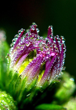 Beautiful pictures and photos of dew and flowers in the morning
