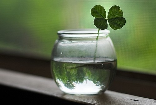 Beautiful four-leaf clover artistic conception pictures and photos