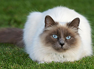 Pictures of charming long-haired Siamese cats