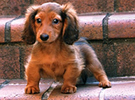 Cute and exquisite miniature dachshund pictures