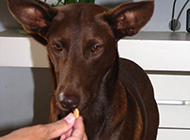 Pictures of small pharaoh hound dogs eating