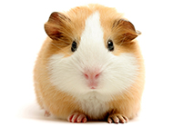 A collection of cute pictures of big pudding hamsters