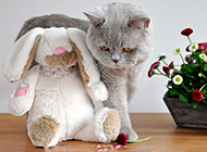 Cute and naughty blue British shorthair cat pictures