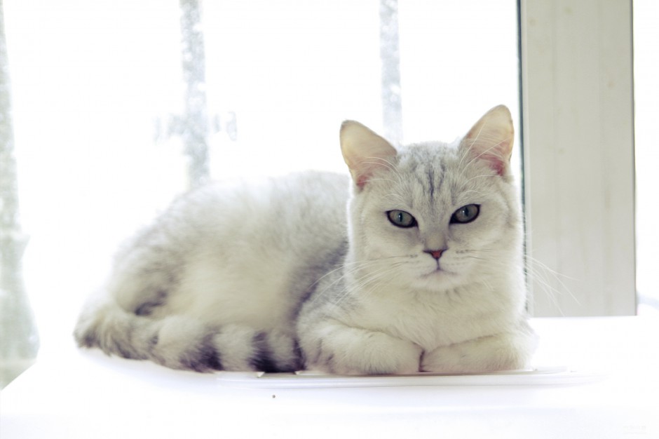 Pictures of British shorthair cats with lazy and noble posture