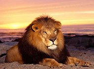 Domineering Lion Wildlife Pictures Wallpaper