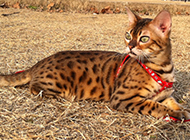 Domestic leopard cat alert expression picture