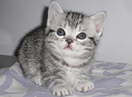 Super cute little tabby cat pictures