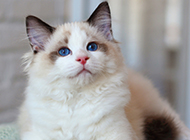 Tender and peaceful Ragdoll cat picture wallpaper