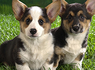 Pictures of two super cute little corgi dogs