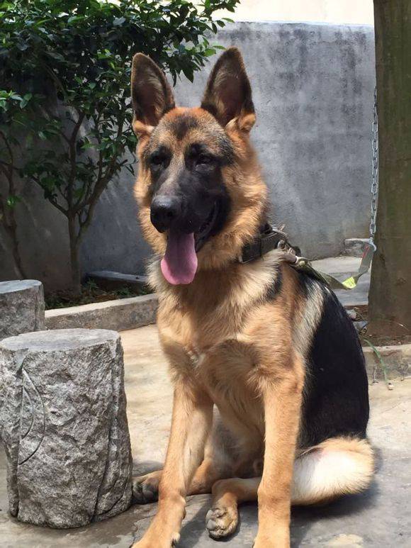 Picture of smart and obedient black-backed dog