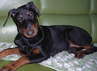 Pictures of innocent eyes of young Doberman dogs