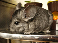 Gray chinchilla looks cute and cute pictures