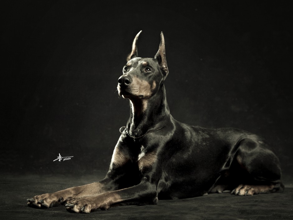 A complete collection of pictures of the largest Doberman Pinscher in artistic conception Topit