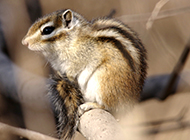 Cute and well-behaved chipmunk pictures wallpaper