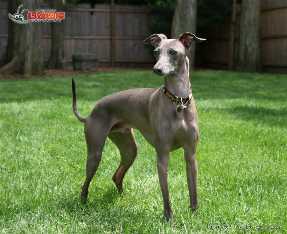 Greyhound dog pictures show handsome and healthy posture