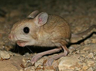 Pictures of lively and clever three-toed jerboa