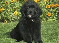 Cute pictures of meaty Newfoundland dogs