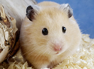 Pictures of cute pudding hamster with pure fur color