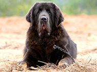 Pictures of adult Tibetan mastiff dogs with stunned expressions