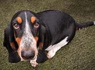 Basset dog cute pictures with innocent eyes