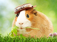 Beautiful guinea pig HD wallpaper pictures