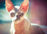 Sphynx cat pictures with charming posture