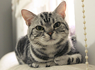 Cute and well-behaved American shorthair cat pictures