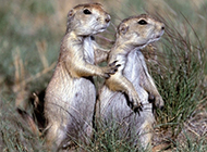 Cute marmots in love pictures