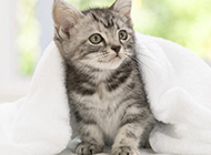Pictures of purebred American shorthair cats are so cute