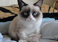 Traditional Siamese cat pictures with funny and cute sitting postures