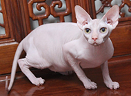 Sphynx cat picture alert posture