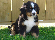 Pictures of cute Swiss Bernese Mountain Dog puppies